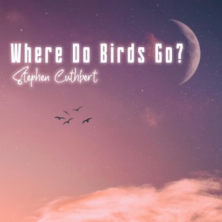 Where Do Birds Go