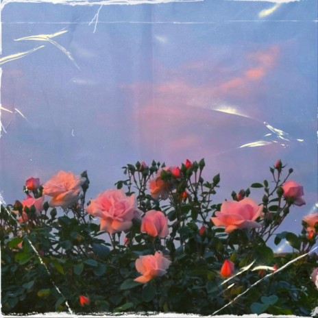 Spring roses (Ukulele Lofi Rap Beat)