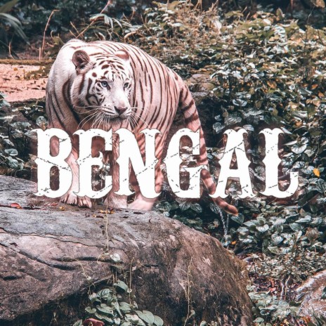 BENGAL | Boomplay Music