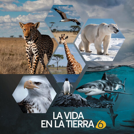 La Vida En La Tierra 6 | Boomplay Music