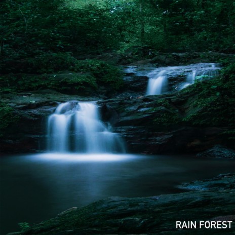 Rain Forest | Boomplay Music