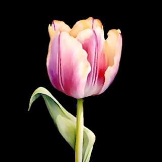 TULIP