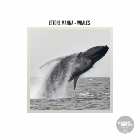 Whales (Radio Edit) | Boomplay Music