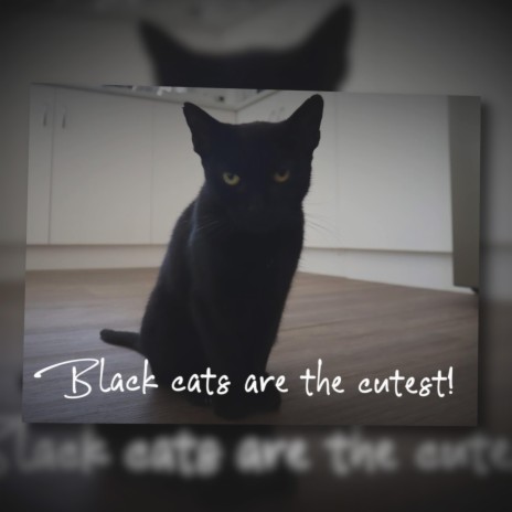 Black cats are the cutest! | Boomplay Music