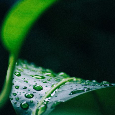 Soothing Raindrops | Boomplay Music