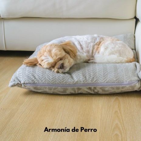 Patitas en el Paraíso ft. Musica Relajante para Perros & Musica para Perros | Boomplay Music