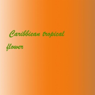CARIBBIEAN TROPICAL FLOWER