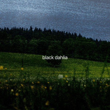 black dahlia