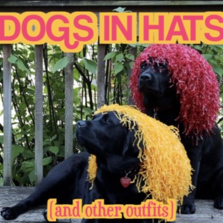 dogs in hats (and other outfits)