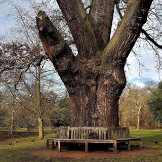 The Bench Under The Oak Tree