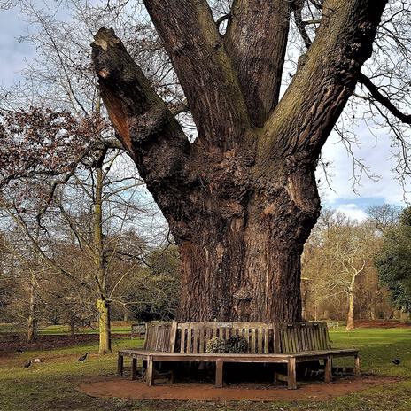 The Bench Under The Oak Tree | Boomplay Music