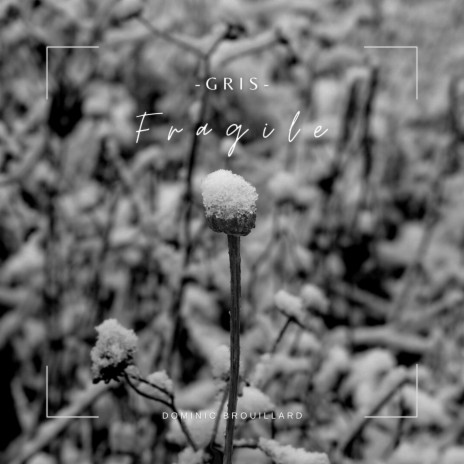 Fragile (Gris) | Boomplay Music