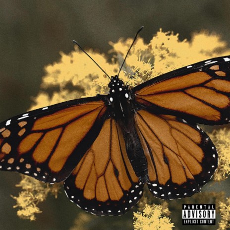 BUTTERFLIES | Boomplay Music