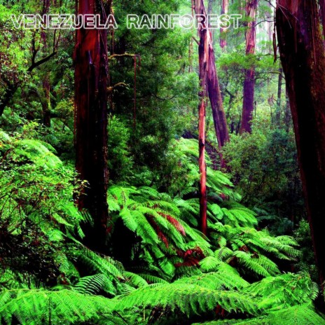 Venezuela Rainforest Sound (feat. National Geographic Soundscapes, Soothing Baby Sounds, Soothing Sounds, Relaxing Nature Sound, White Noise Sounds For Sleep & White Noise Ambience) | Boomplay Music