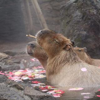 capybara