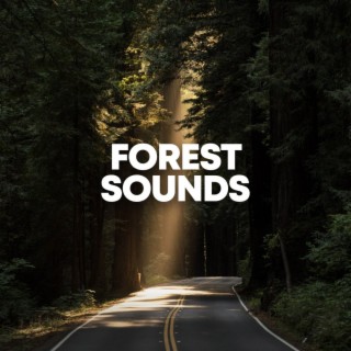 Forest Sounds