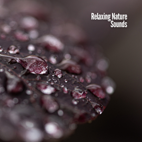 Calming Rain | Boomplay Music