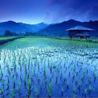 Rice Fields