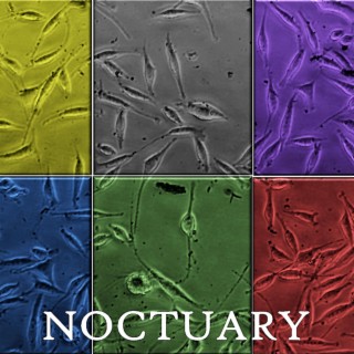 Noctuary