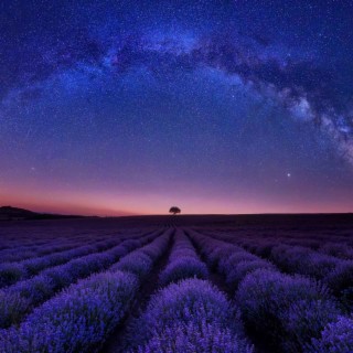 Lavender Fields Forever | A Sleep Story Meditation