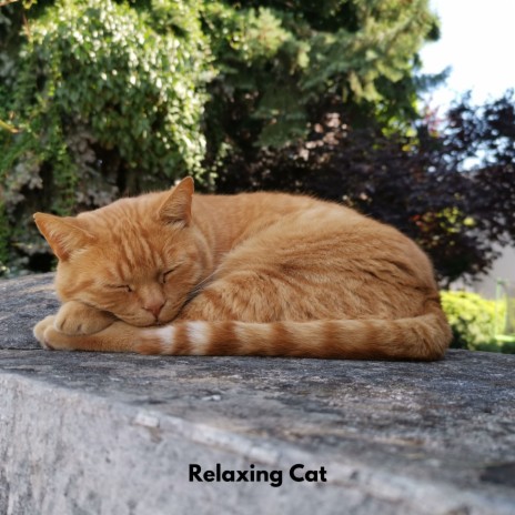 Cat Lounge Harmonies ft. Music for Cats and Dogs & Relax My Cat | Boomplay Music