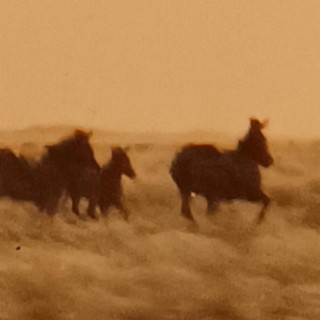 Stampeding Zebras