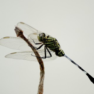 Dragon Fly