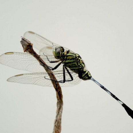 Dragon Fly | Boomplay Music