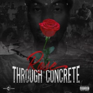 Rose Through Concrete