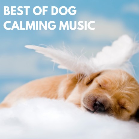 Dog Calming Music ft. Relax My Dog Music & Dog Music | Boomplay Music