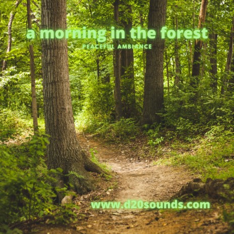 a morning in the forest