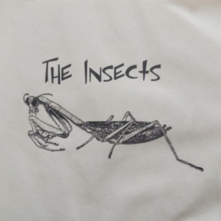 The Insects Cake Mix