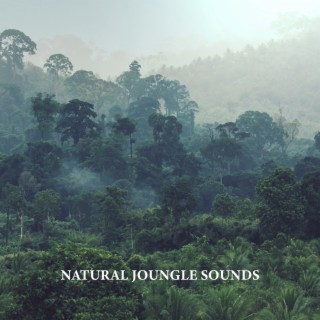 Natural Joungle Sounds: Healing & Relaxing Nature Oasis Sounds
