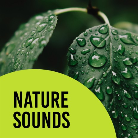 White Noise ft. Nature Sounds Nature Music & Nature Sound Collection