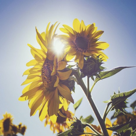 Picking Sunflowers | Boomplay Music