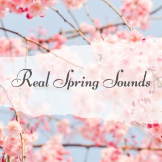 Real Spring Sounds: Early Morning Springtime Serotonin Music