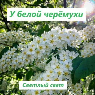 У белой черёмухи