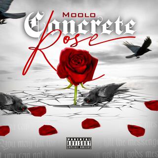 Concrete Rose