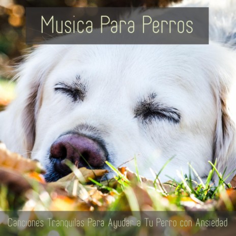 A Través de Una Oreja de Perros ft. Relax My Puppy & Relaxmydog | Boomplay Music