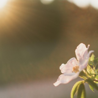 Piano Journey 1 (Nature)