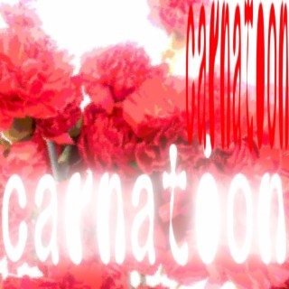 carnation