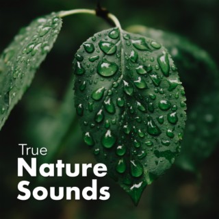New Nature Sounds