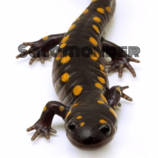 Salamander