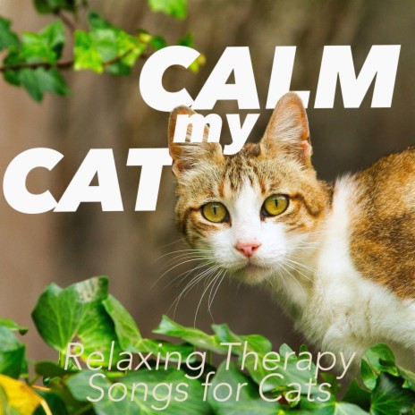 Dream Away All Day ft. RelaxMyCat & Cat Music Therapy | Boomplay Music