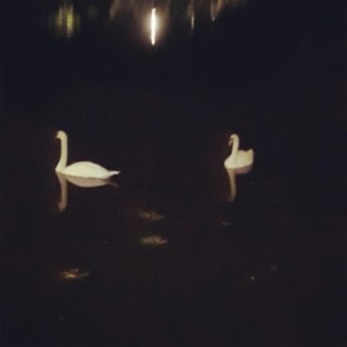 Picture Of Two Random Swans