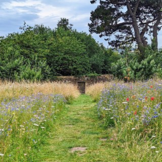 Mountain Meadow