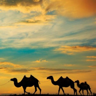骆驼咔嚓