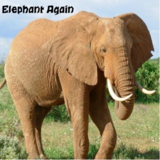 Elephant Again