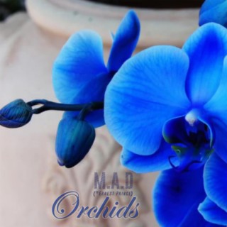 Orchids