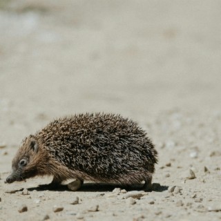 spiky hedgehog